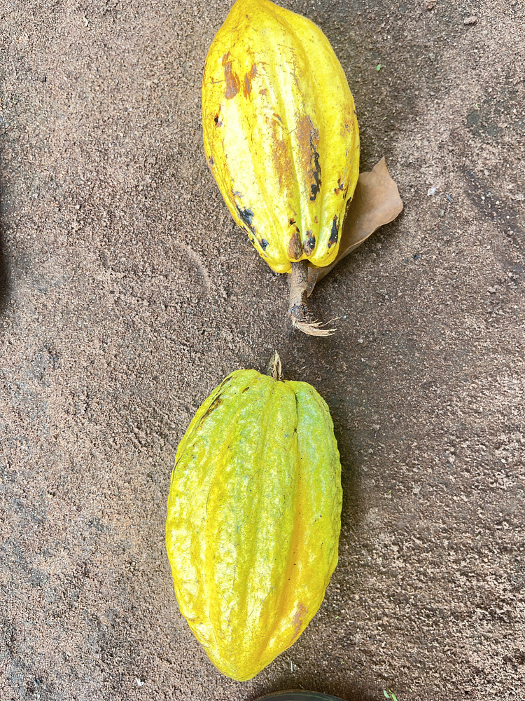 Cocoa