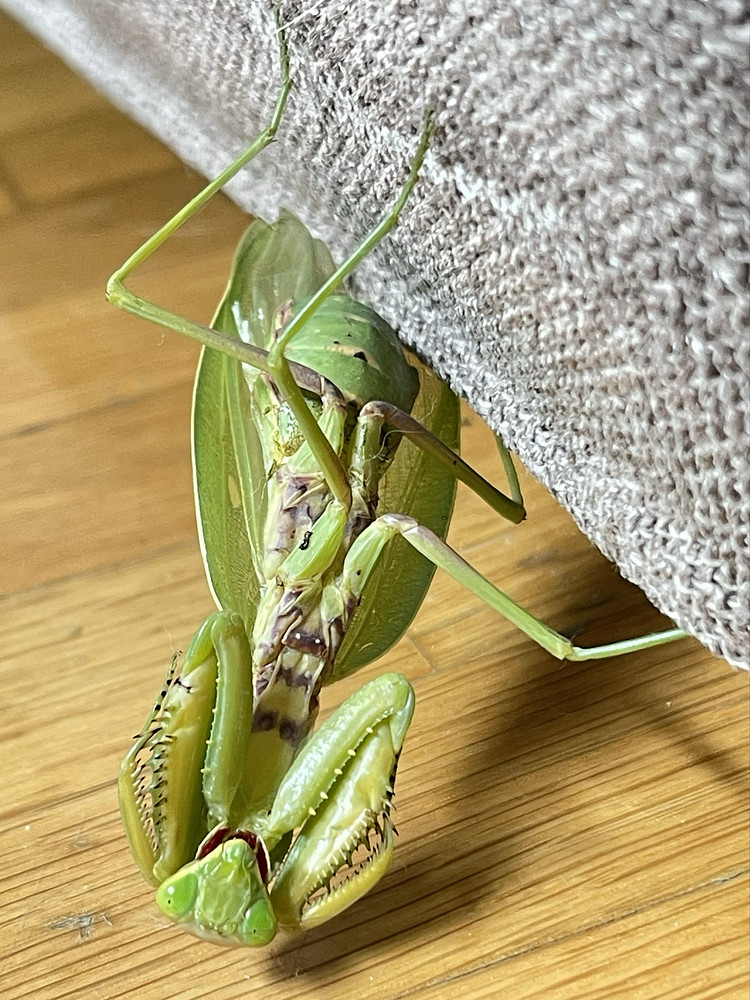 Mantis
