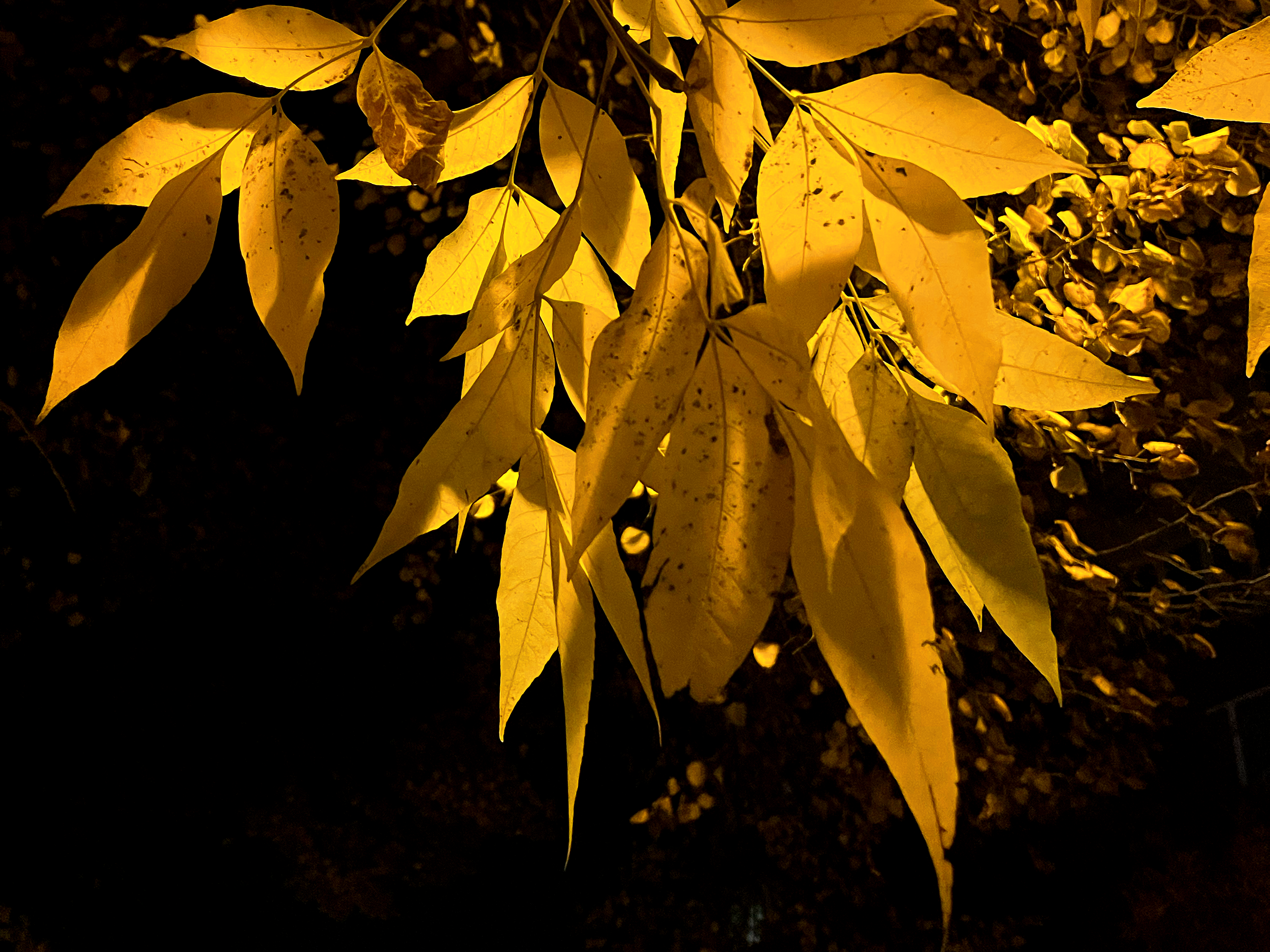 yellow in the dark