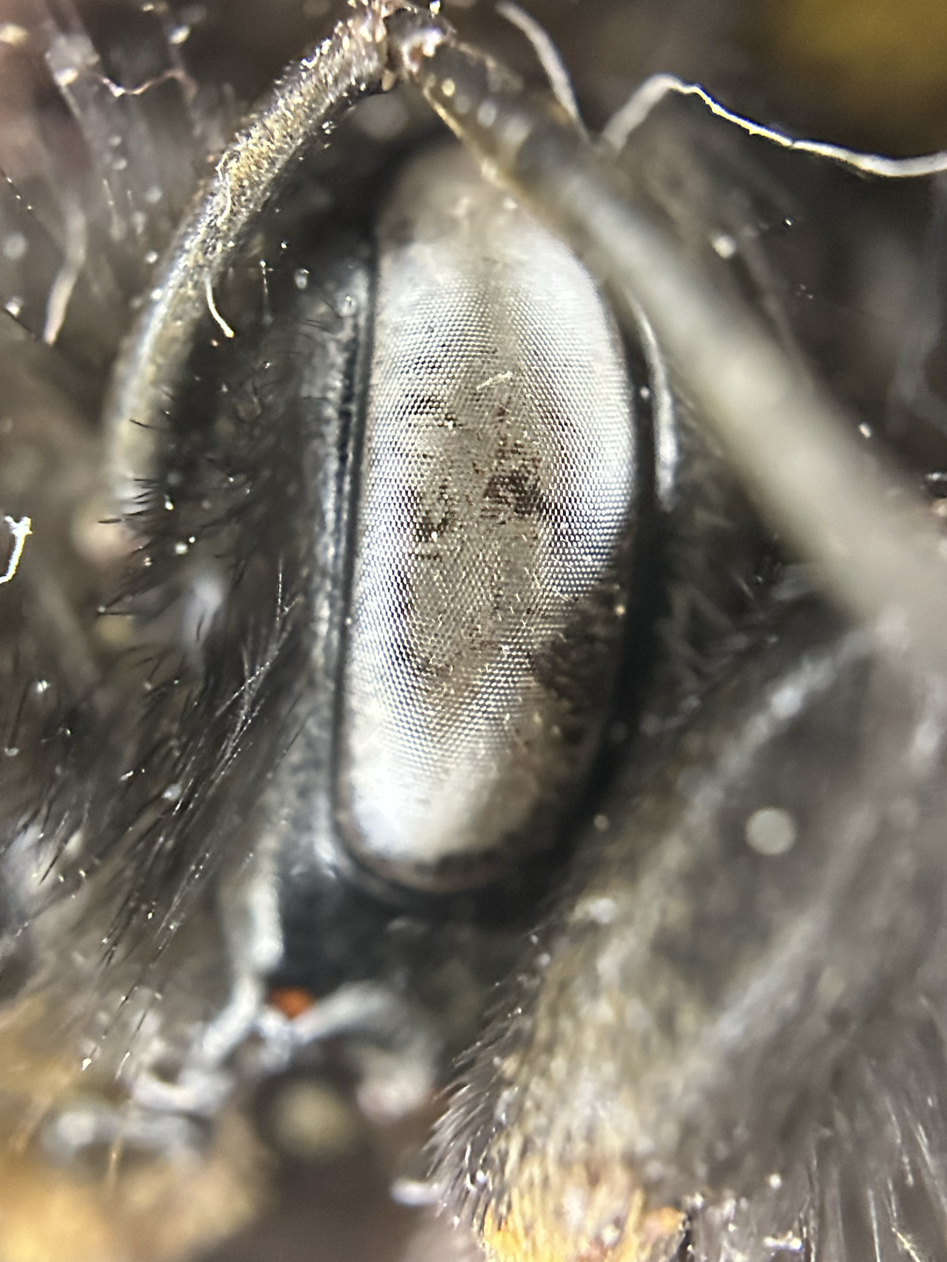 Eye of the Bee Holder