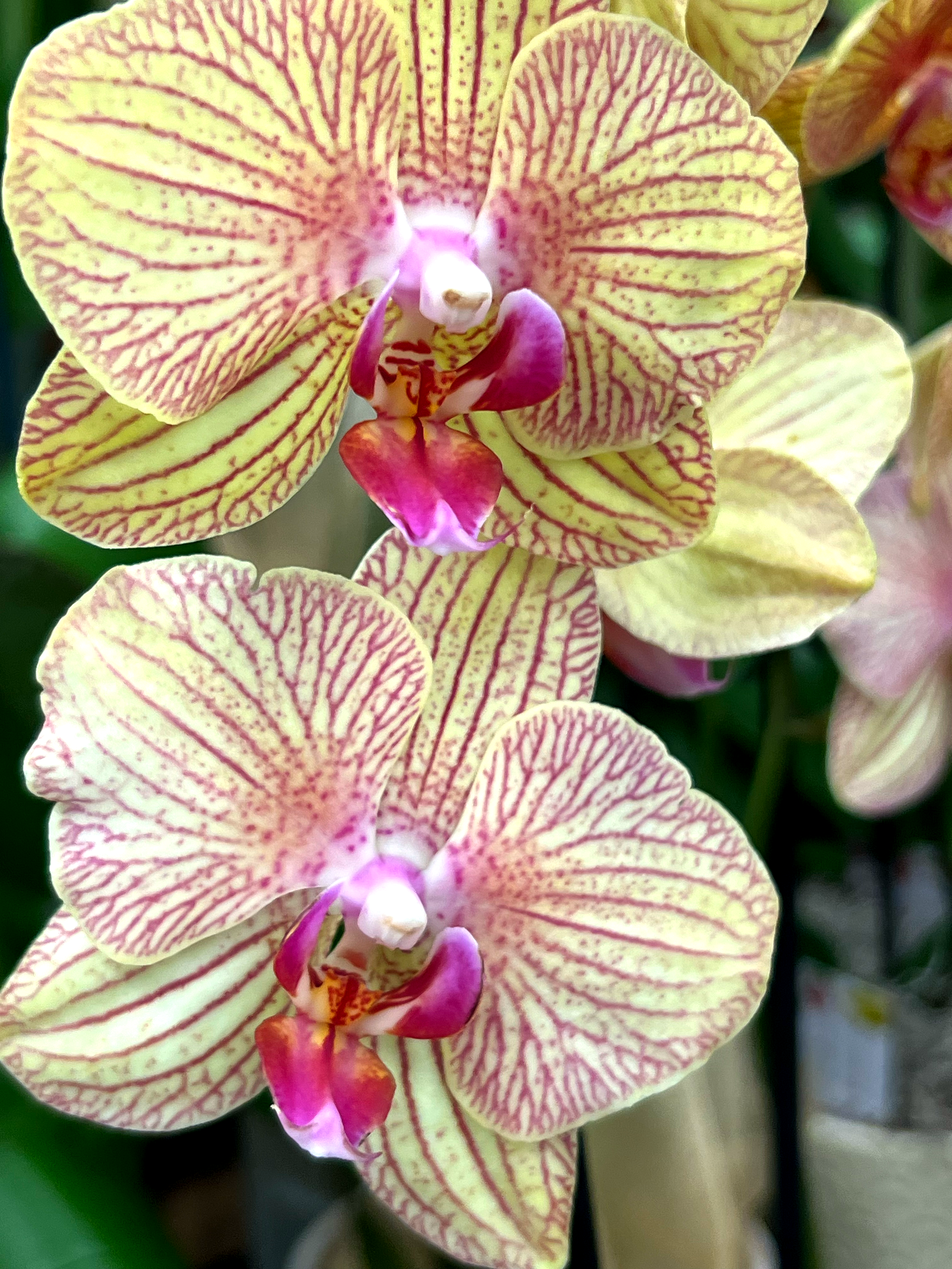 Phalaenopsis Orchid