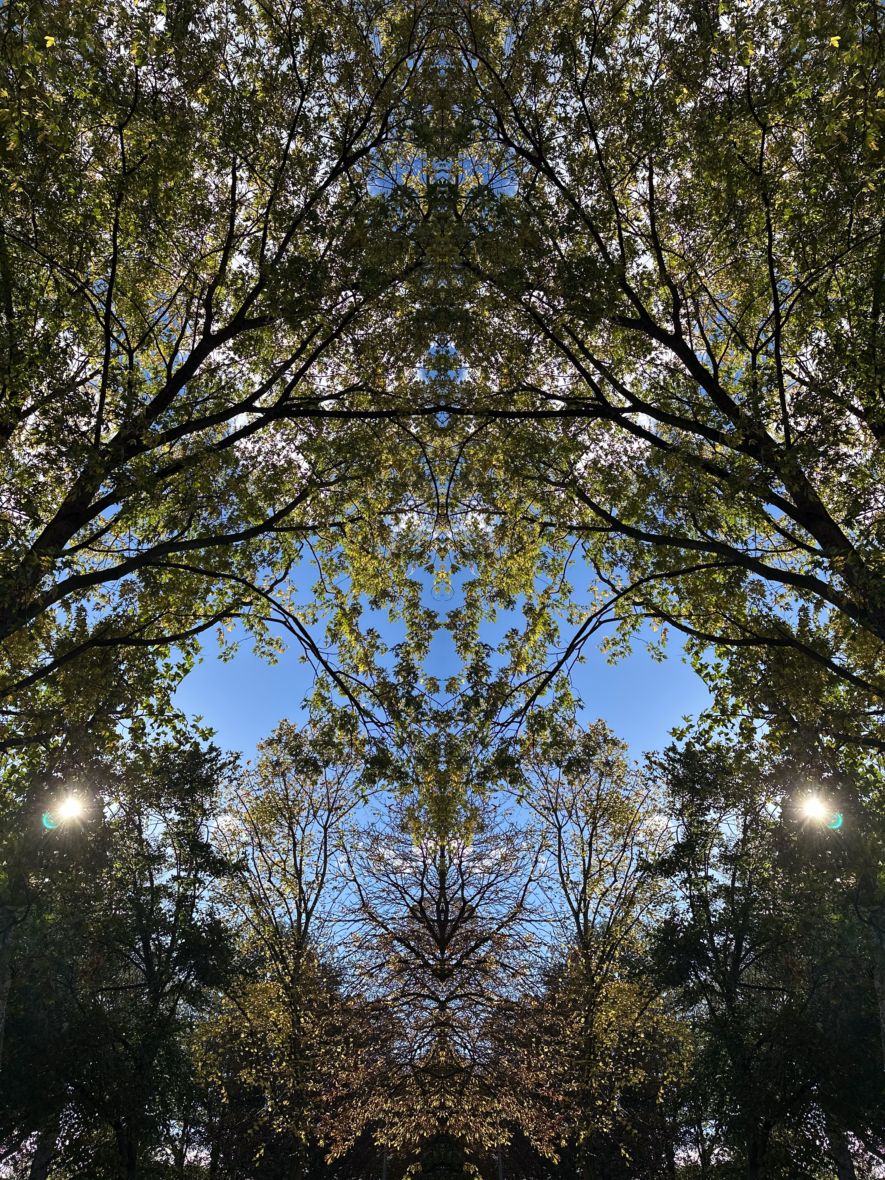 Canopy of Dreams
