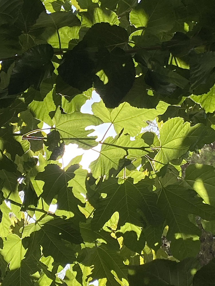 Full green 