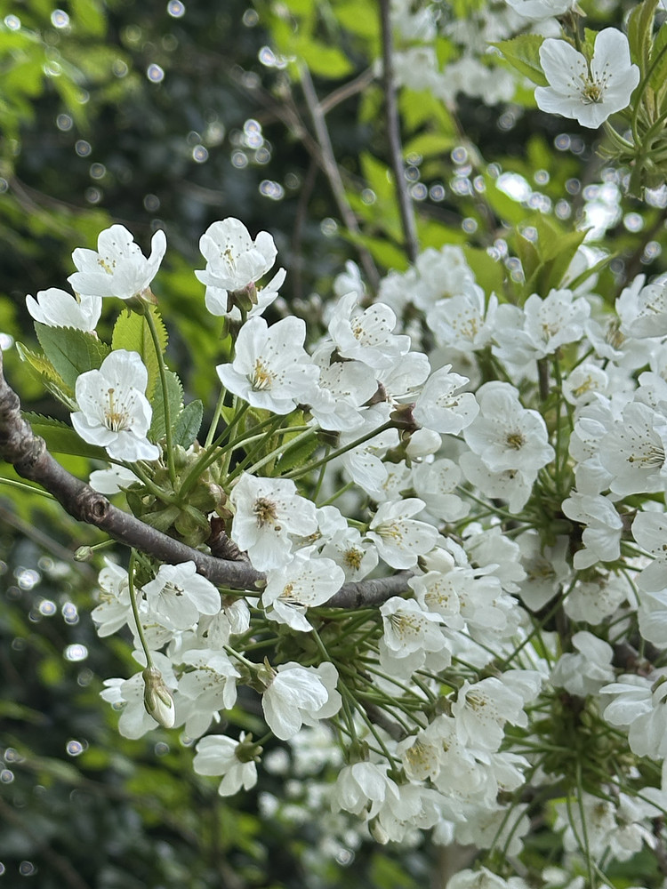 Simple Beauty