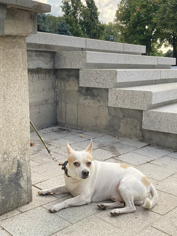 Dog life