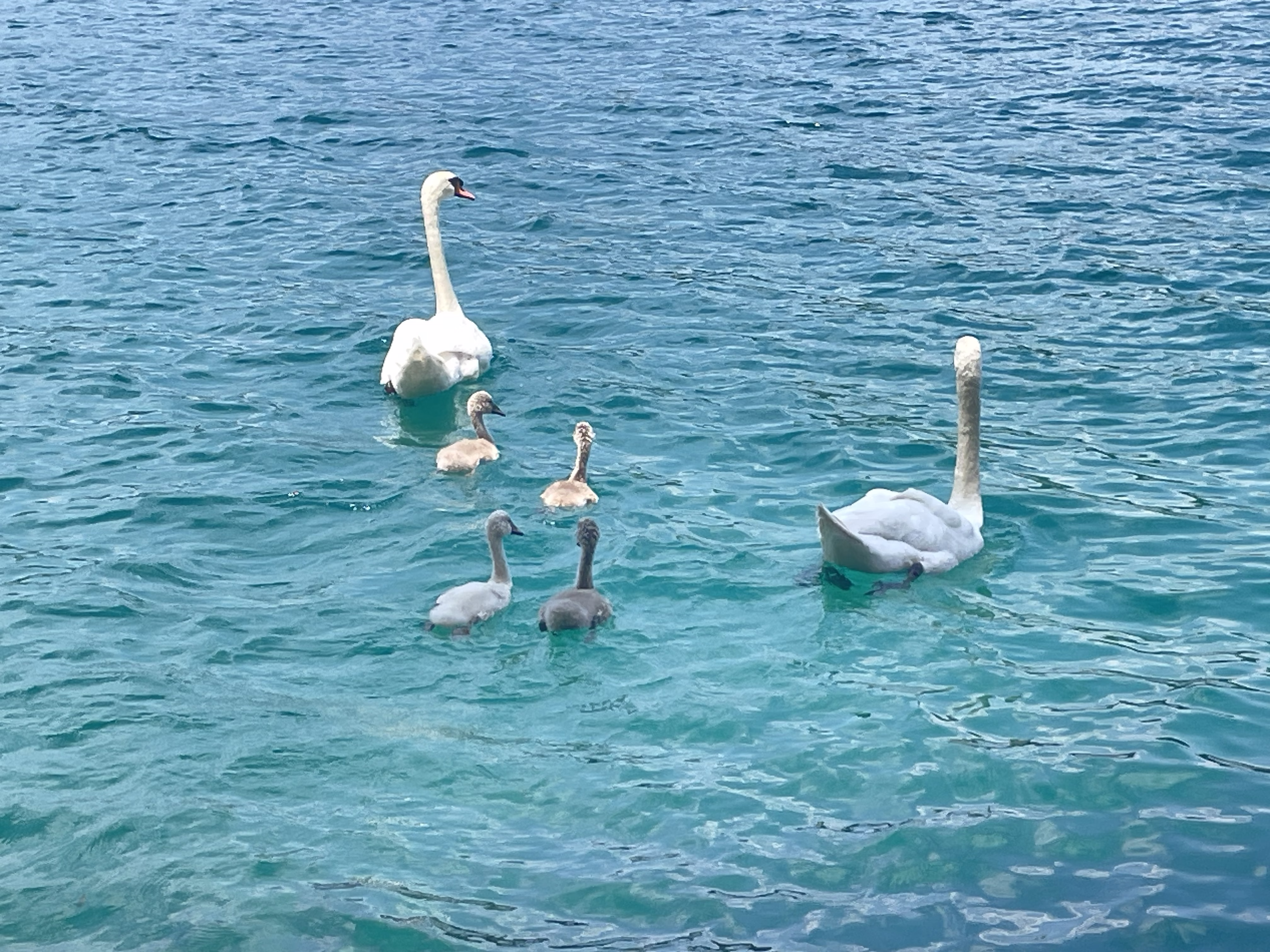 Bled Swans Family 