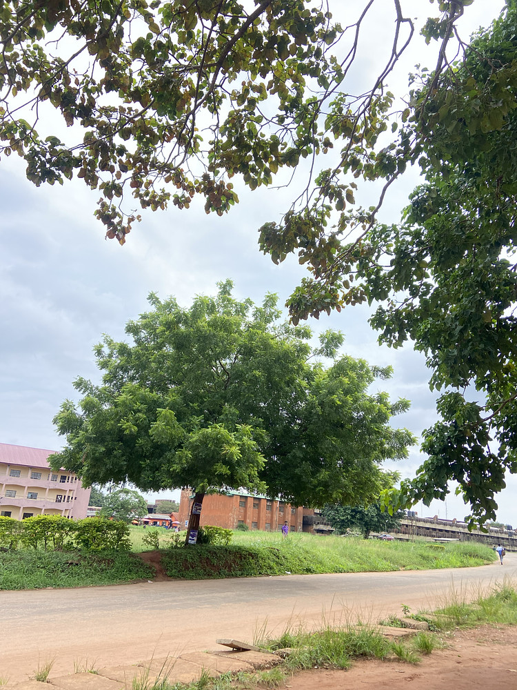 Trees N Buildings