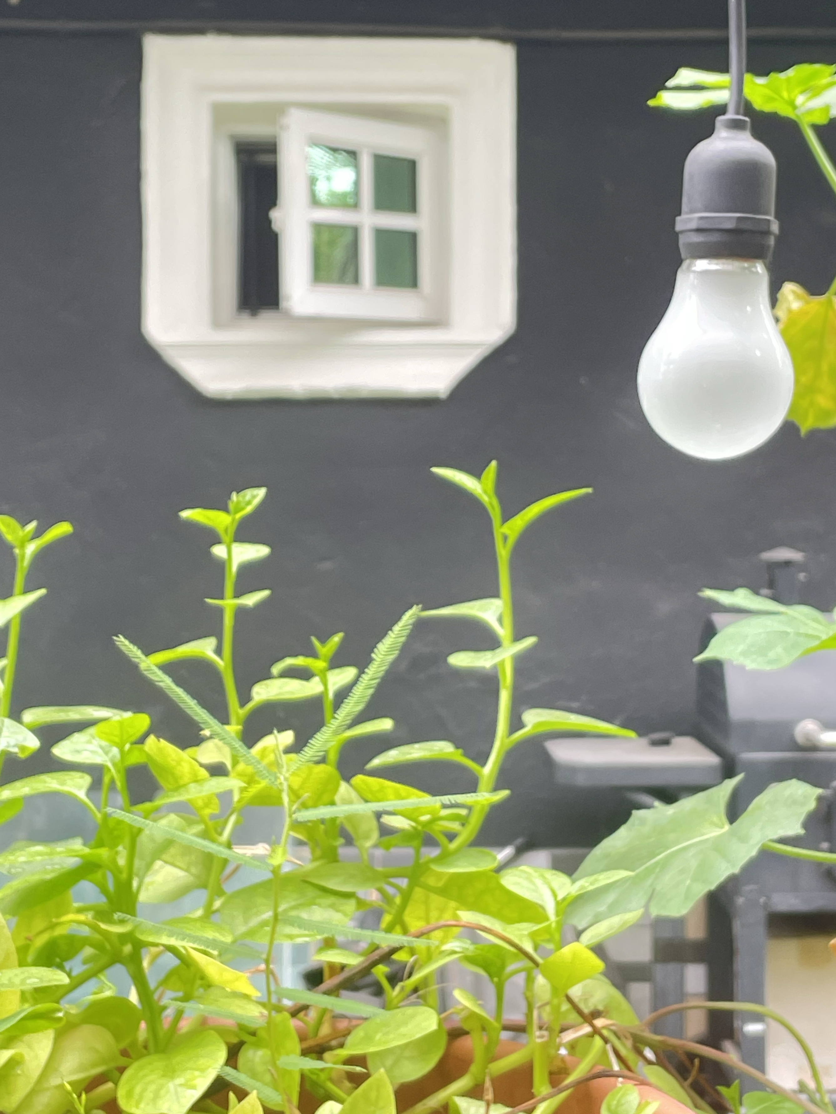 Photosynthetis Ultra