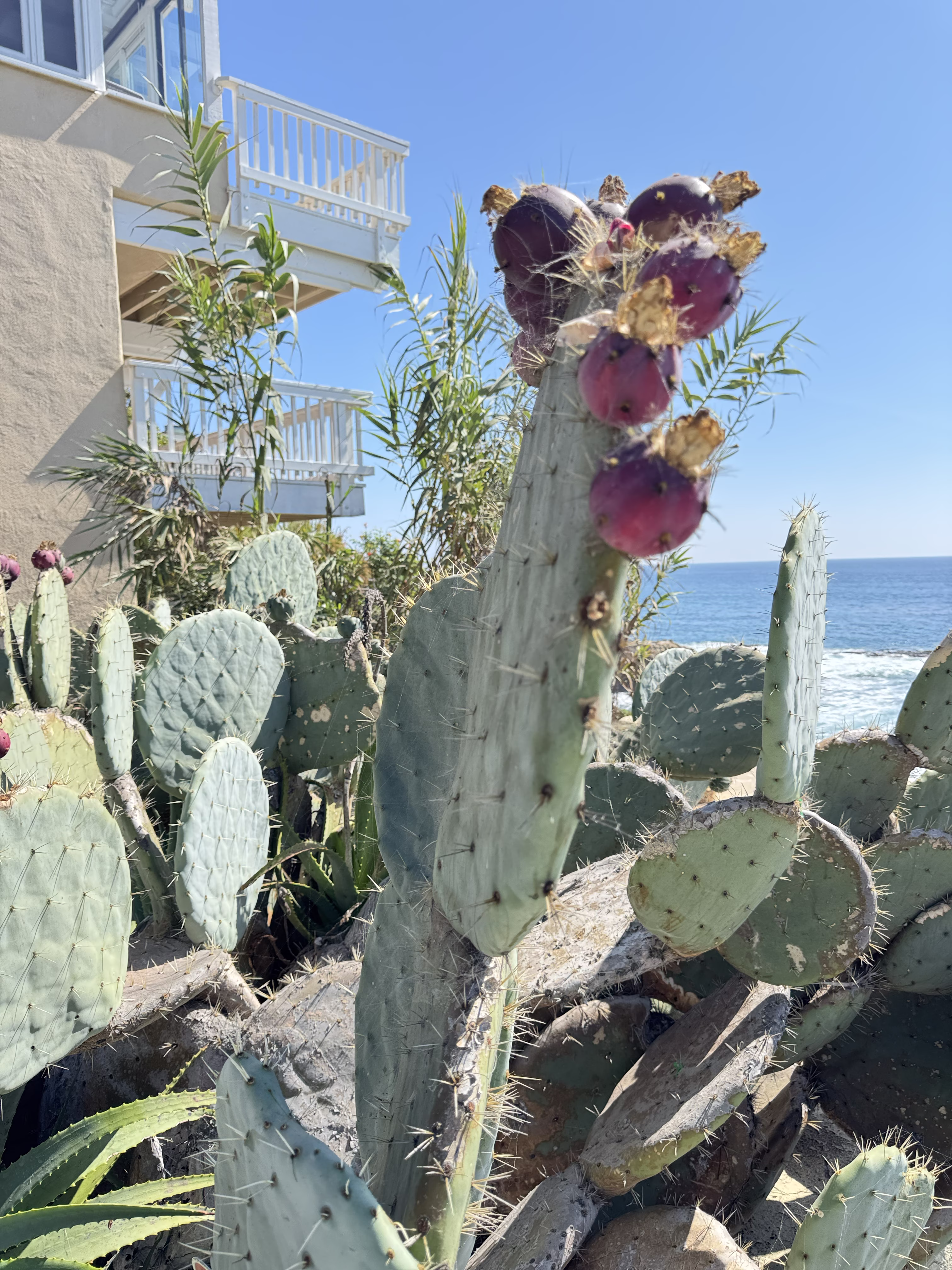 Pearl street cactus fruit 