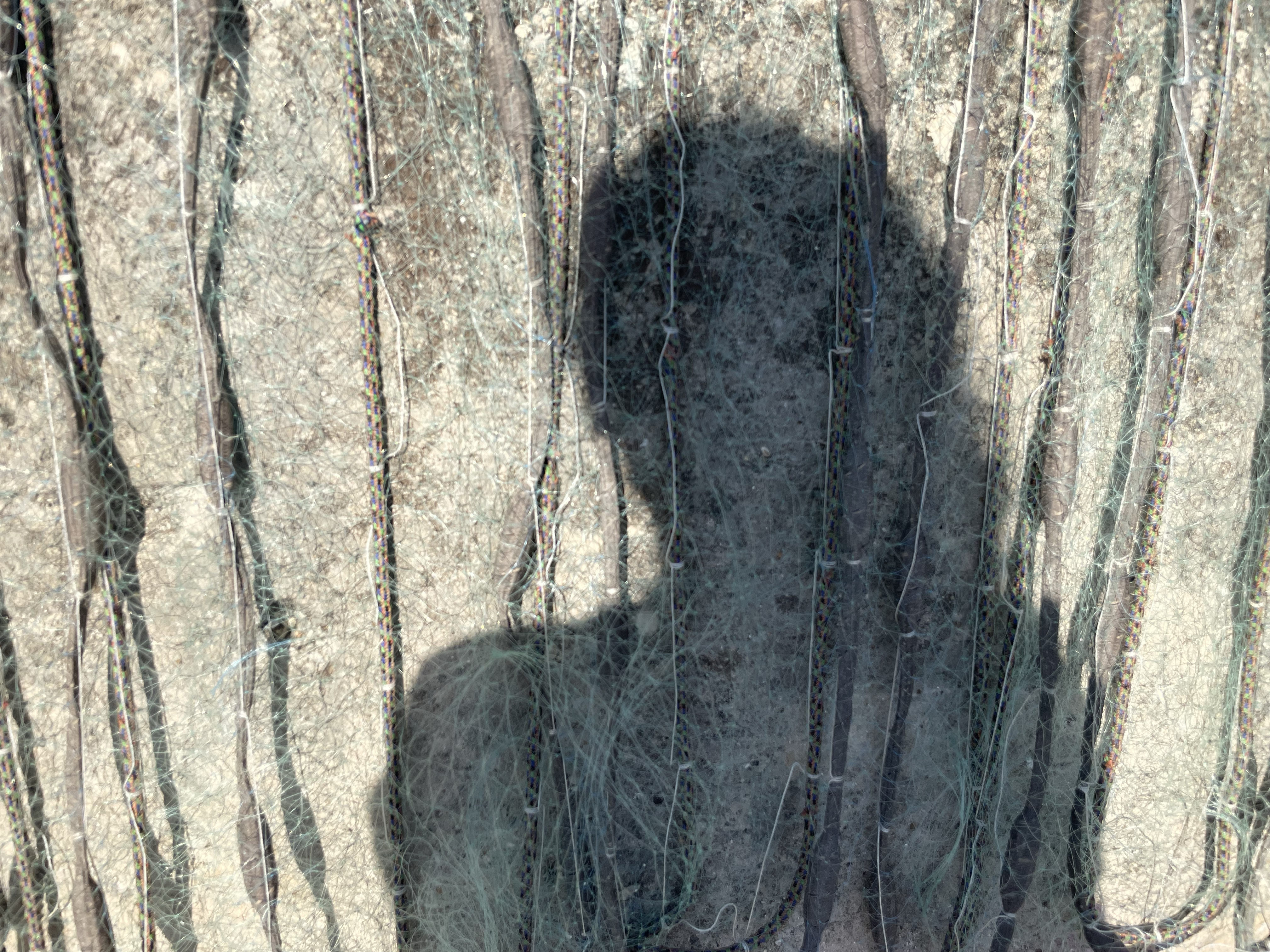 Trapped Like a Mermaid 