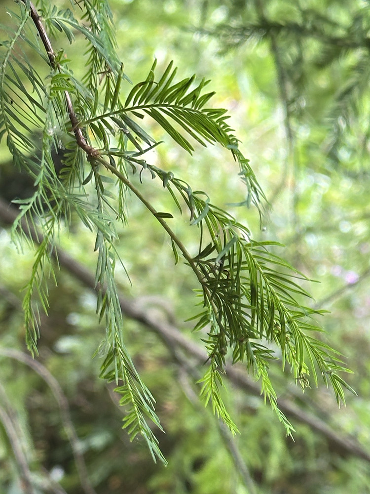 The Green Way