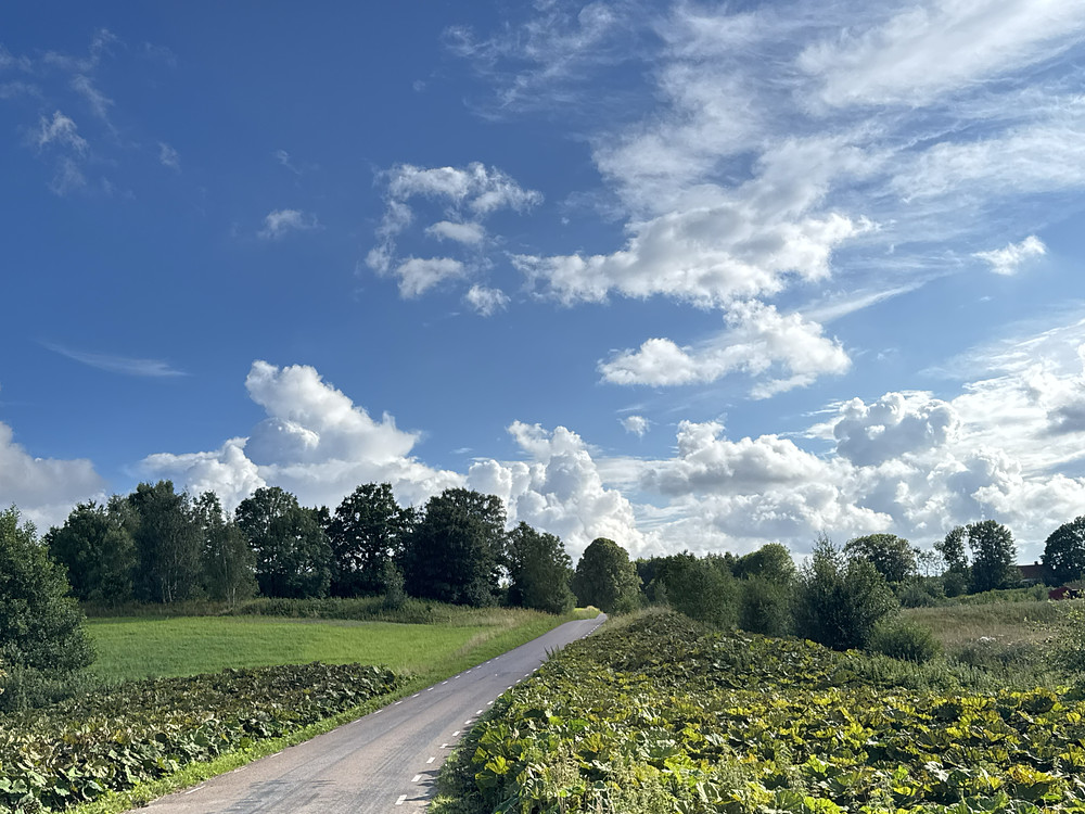 Landscape #4