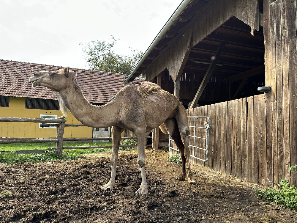 Camel 