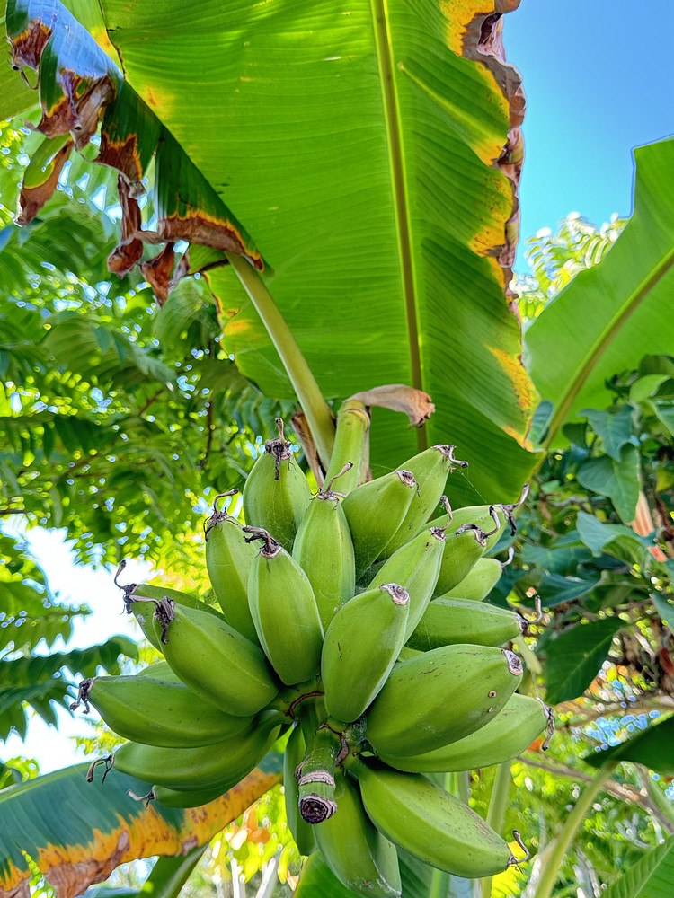 Tropical Greens 