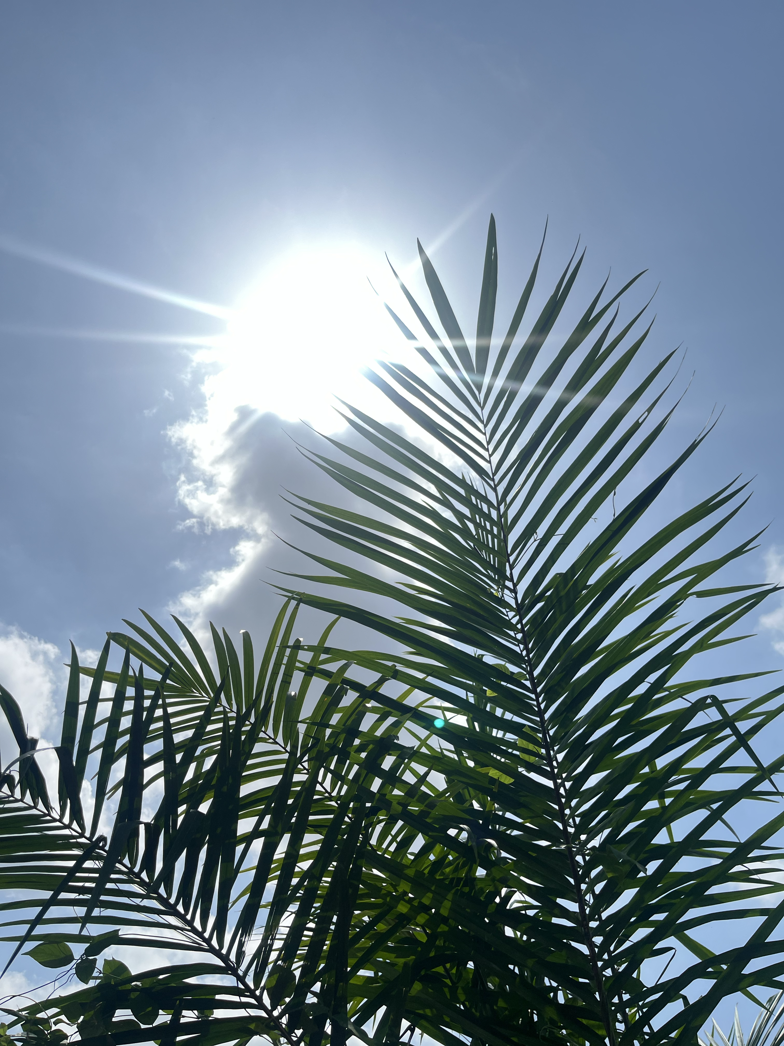 Shining palm leaves 