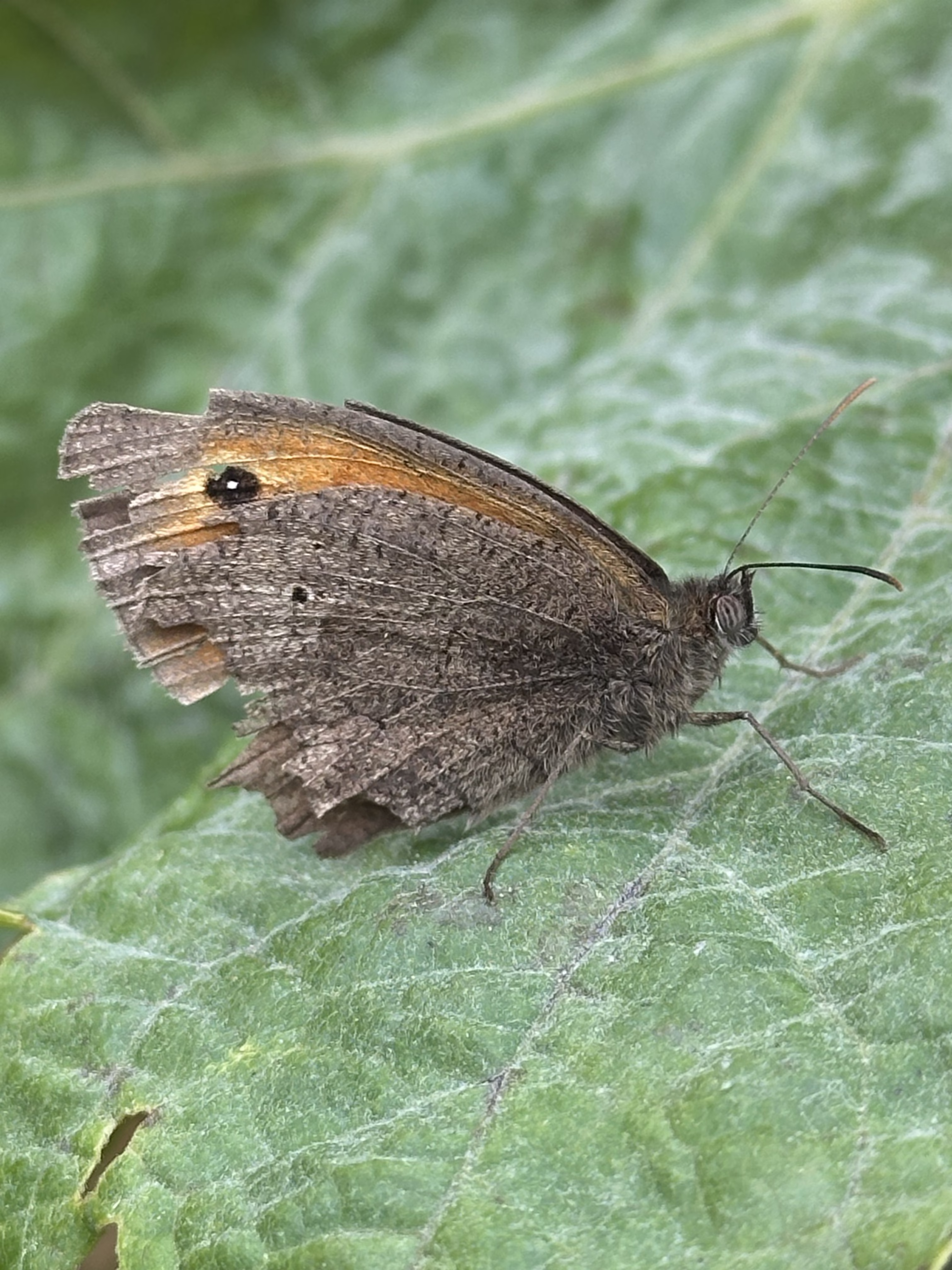 Battered but Beautiful 