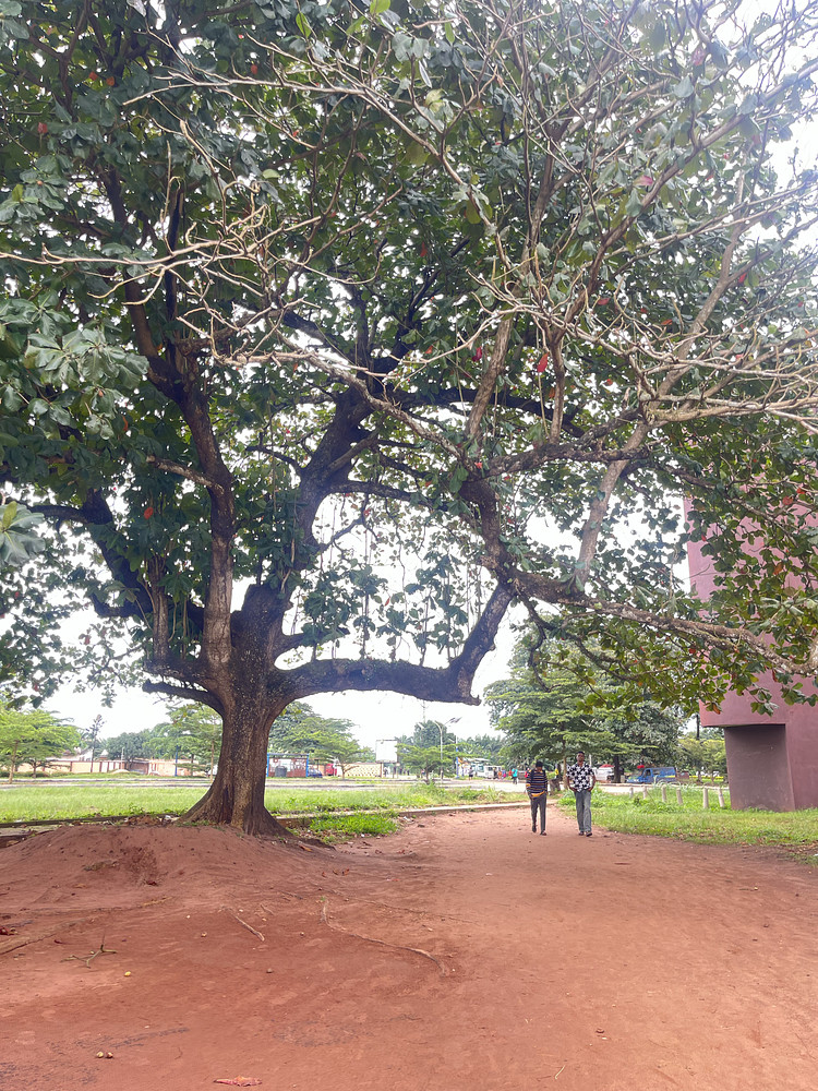 The big Tree
