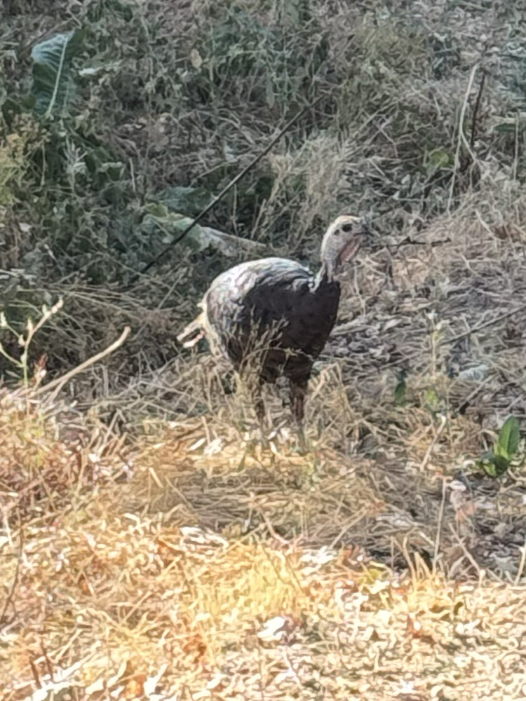 Wild Turkey 01