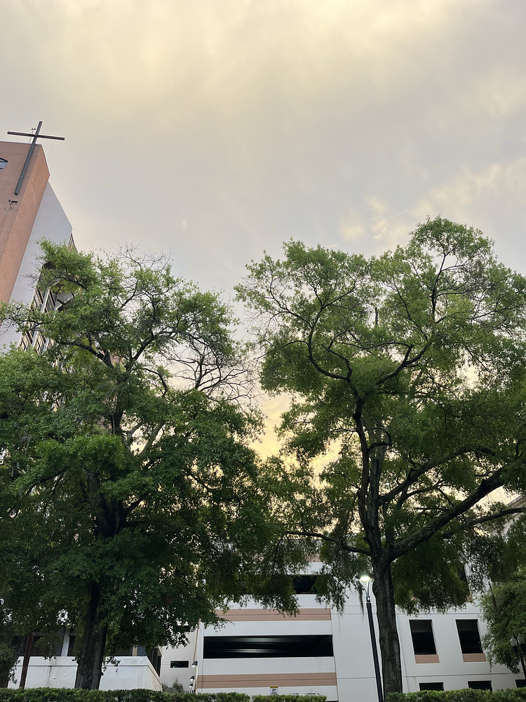 Nature in The City