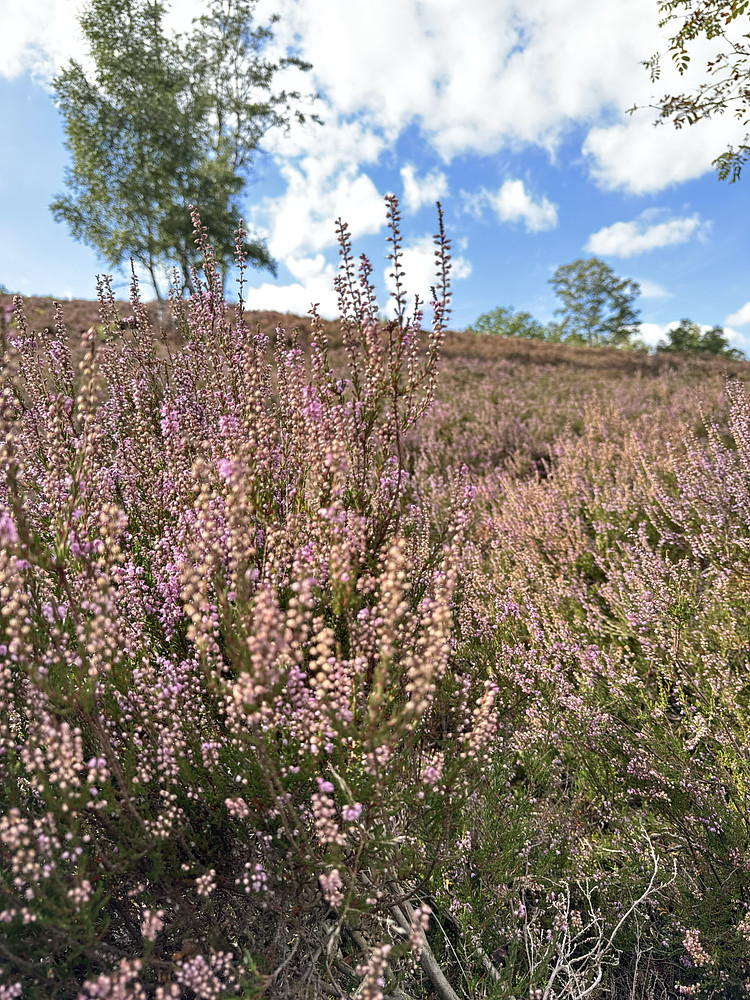 Photo 1509486