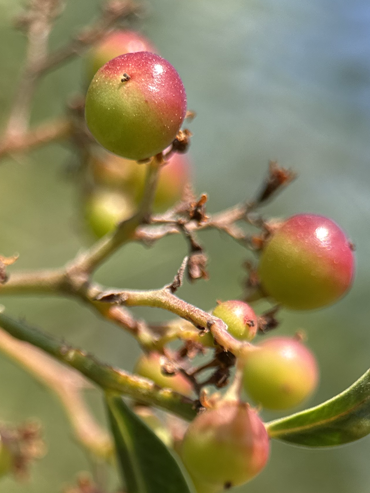 California Pepper tree 