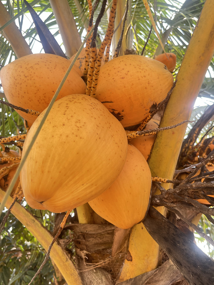 Coconut 