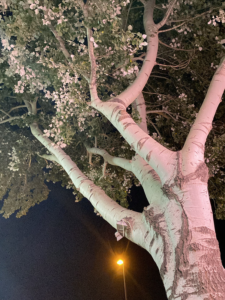 Bright night 
