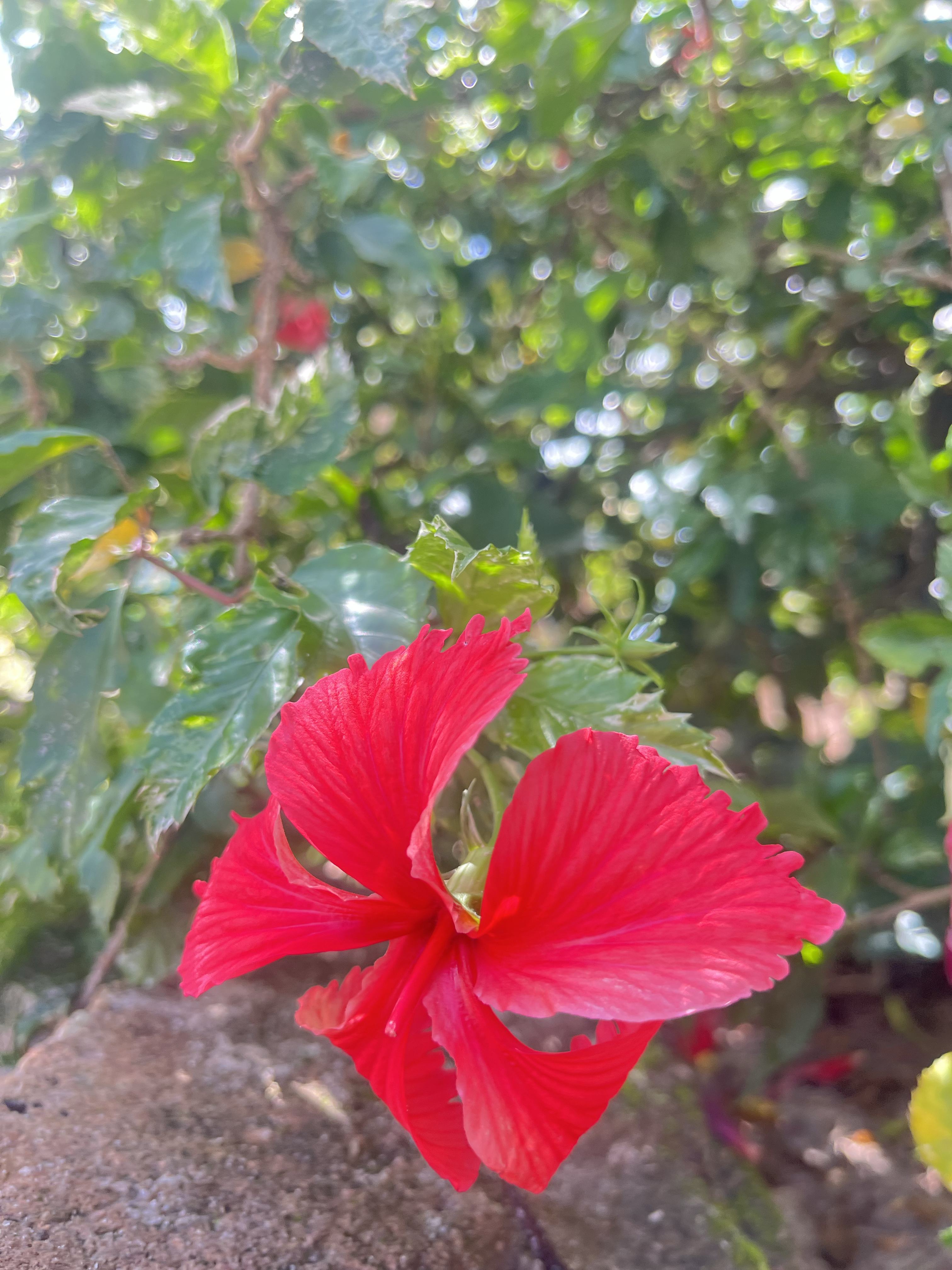 Red Flora 