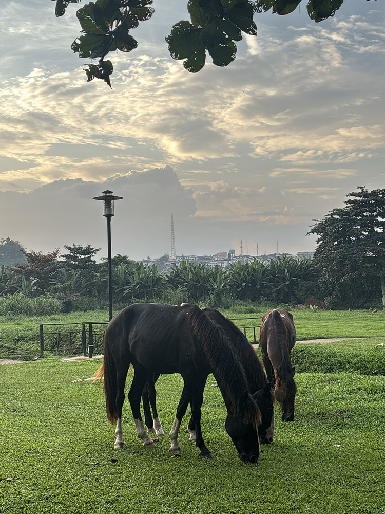 Horses