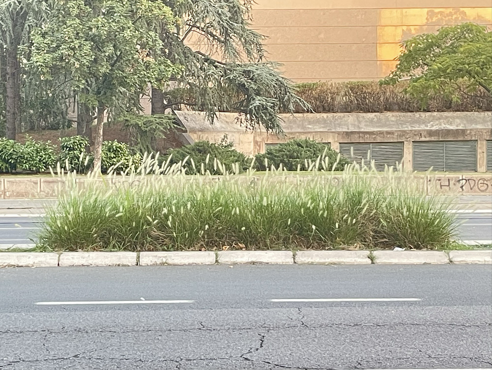 Island of Grass 