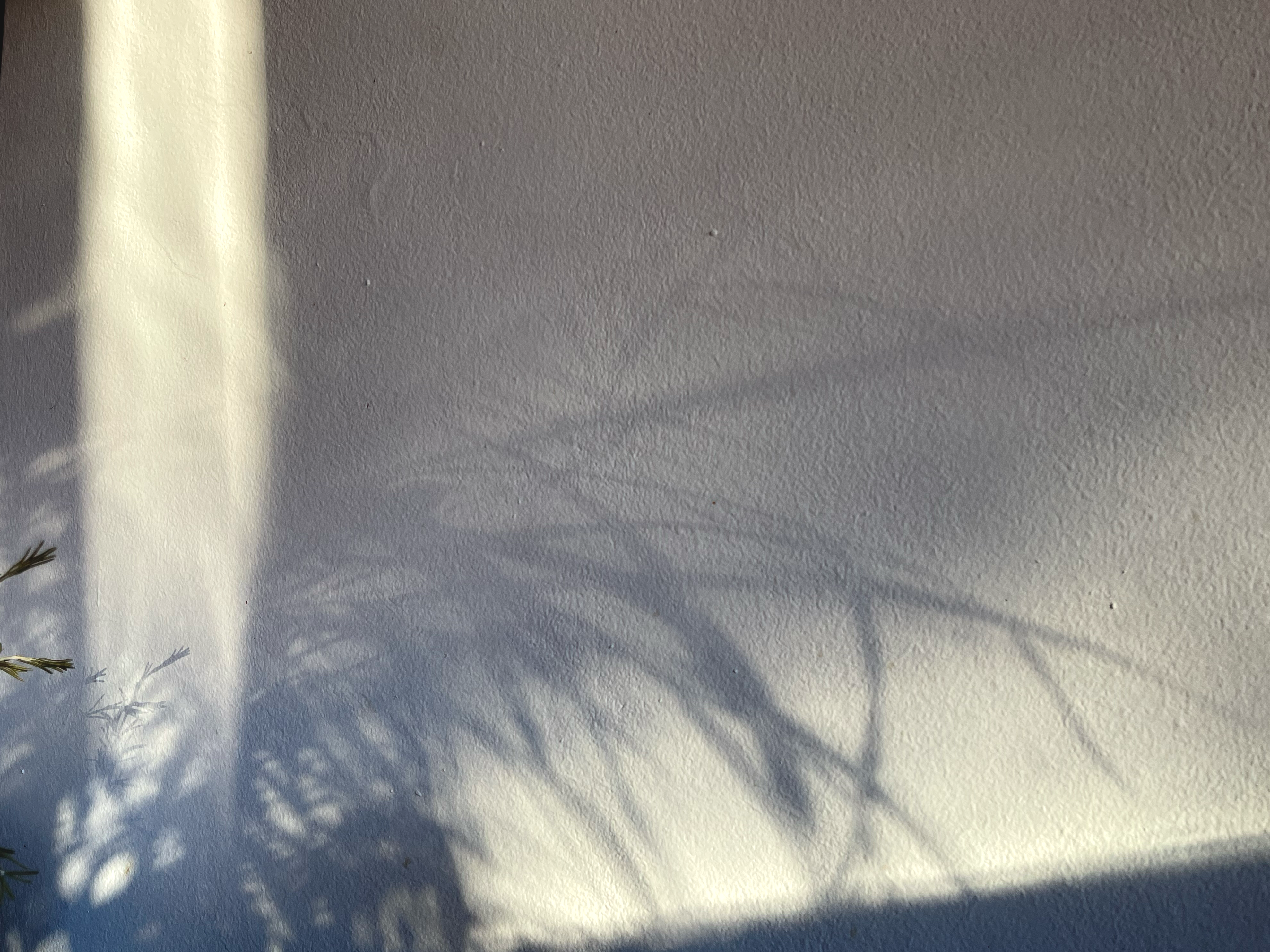 rosemary palm shadow
