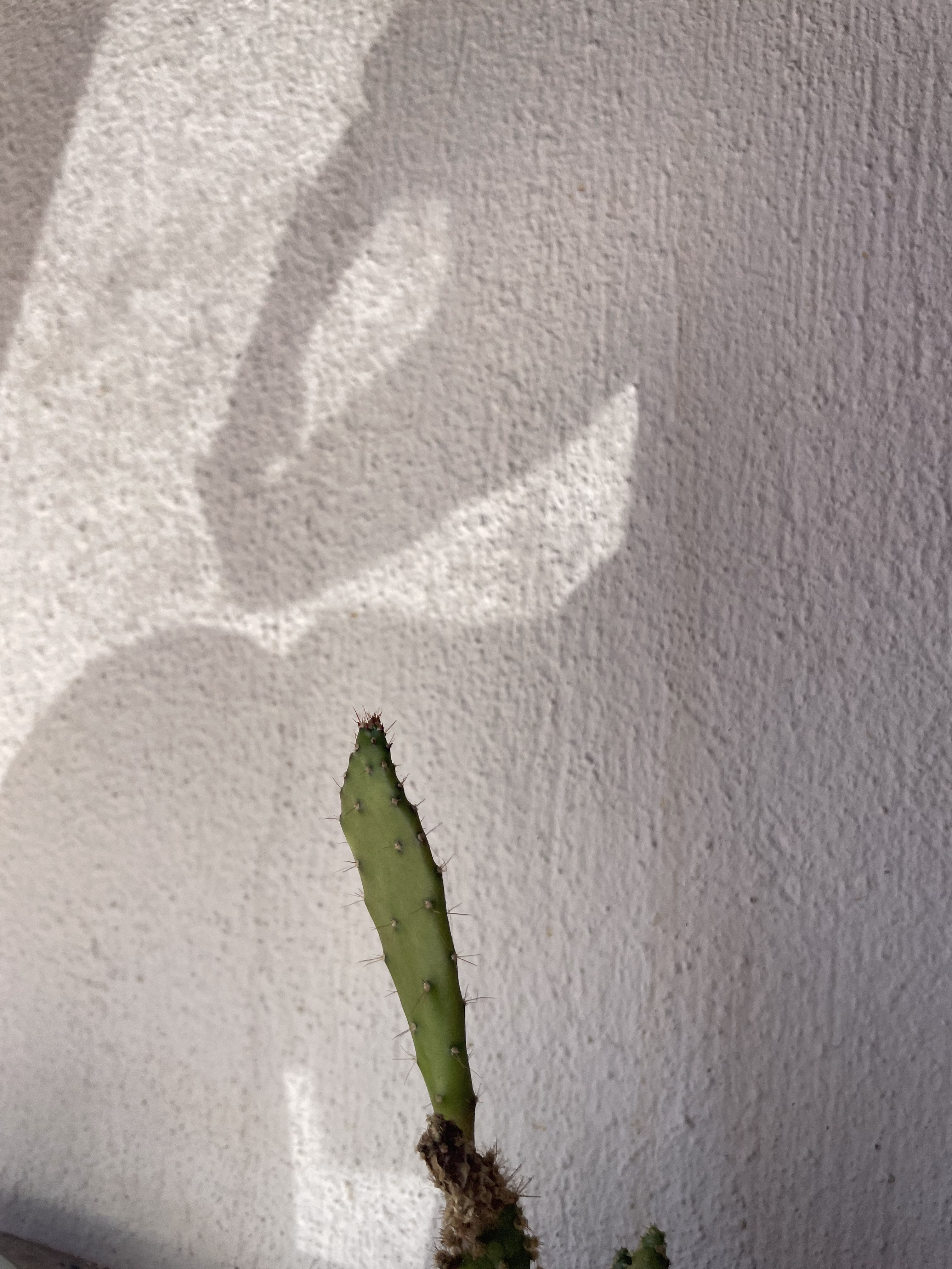 T-Rex trying to eat some plant