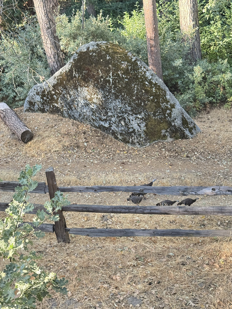 Family of wild turkeys 