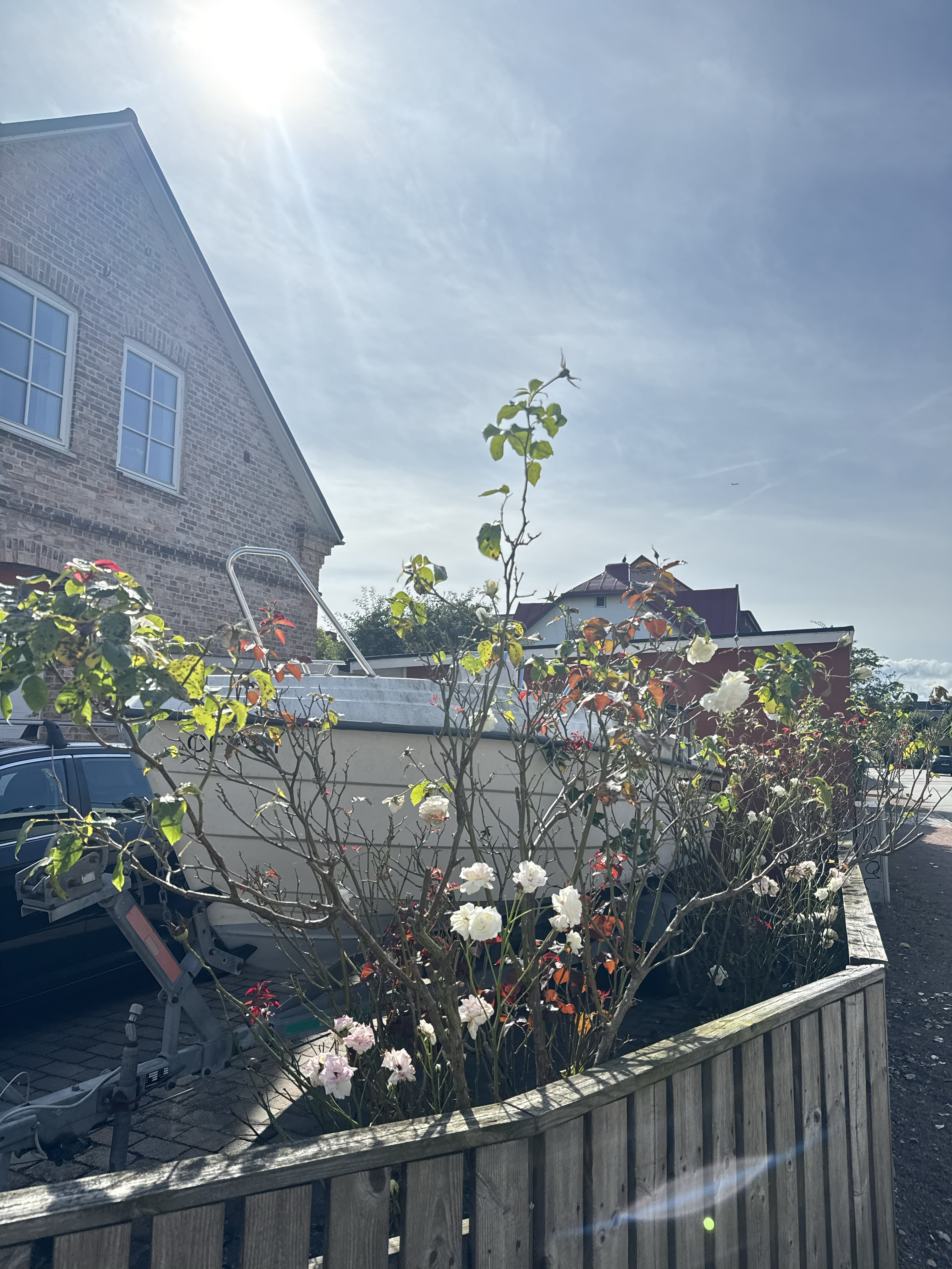 Boat in the bush of roses