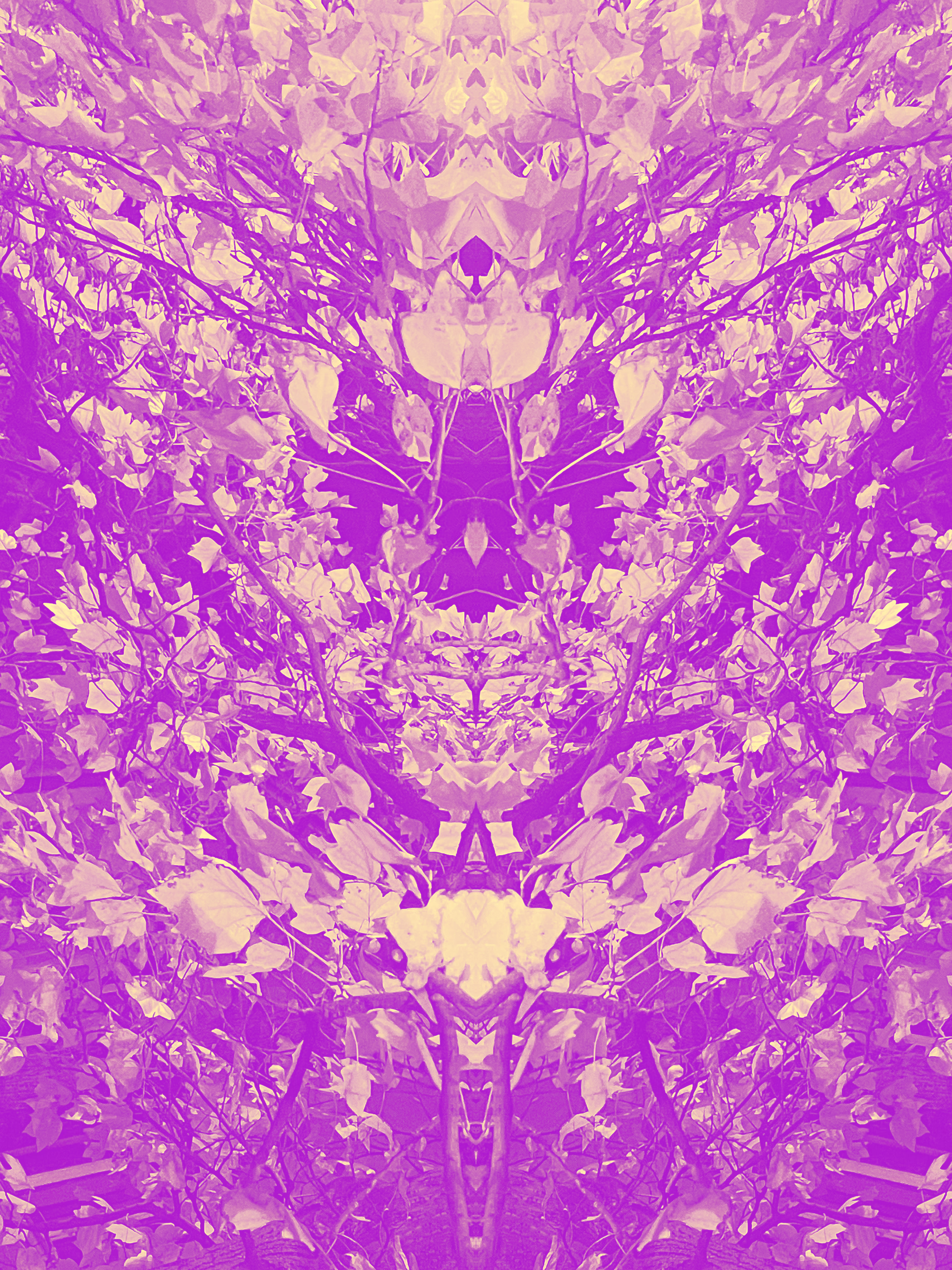 pink rhapsody 