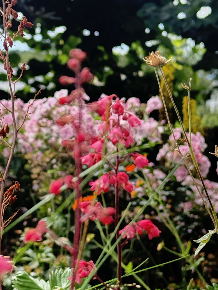 Summer Bloom