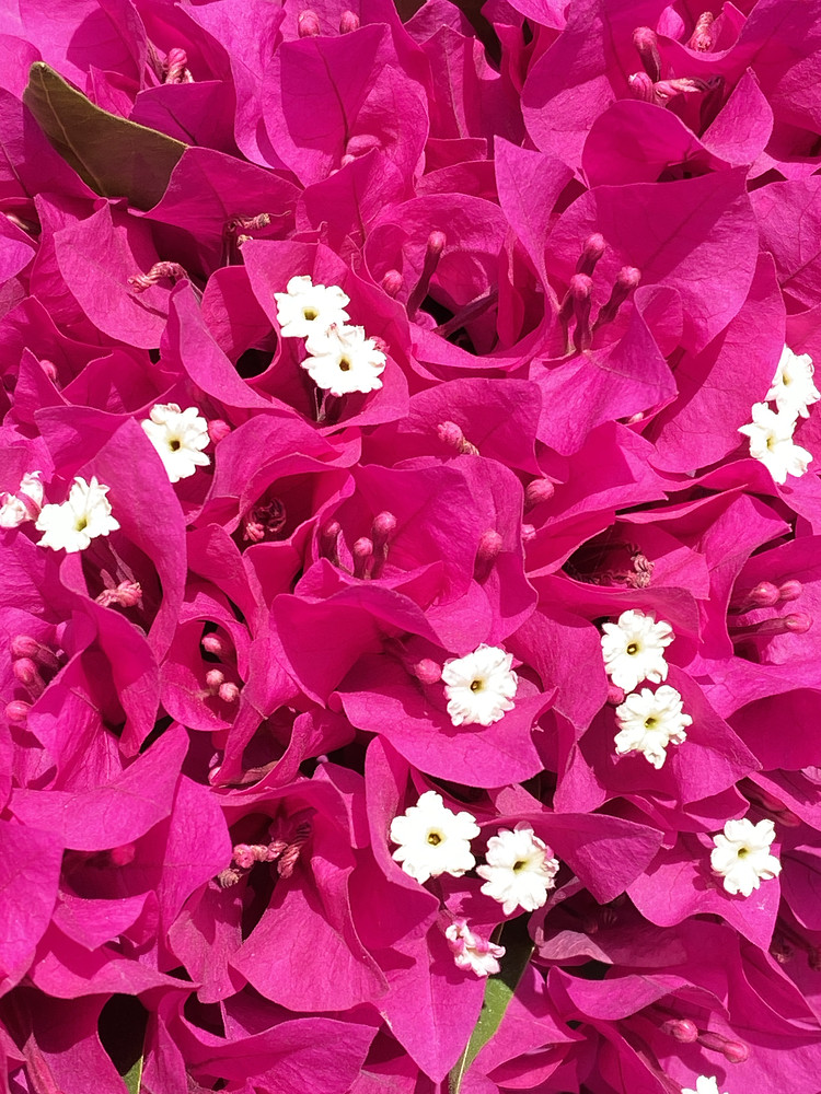 Pink beauty 