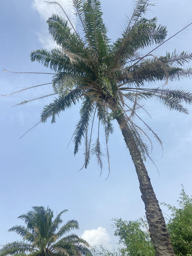 Palm 