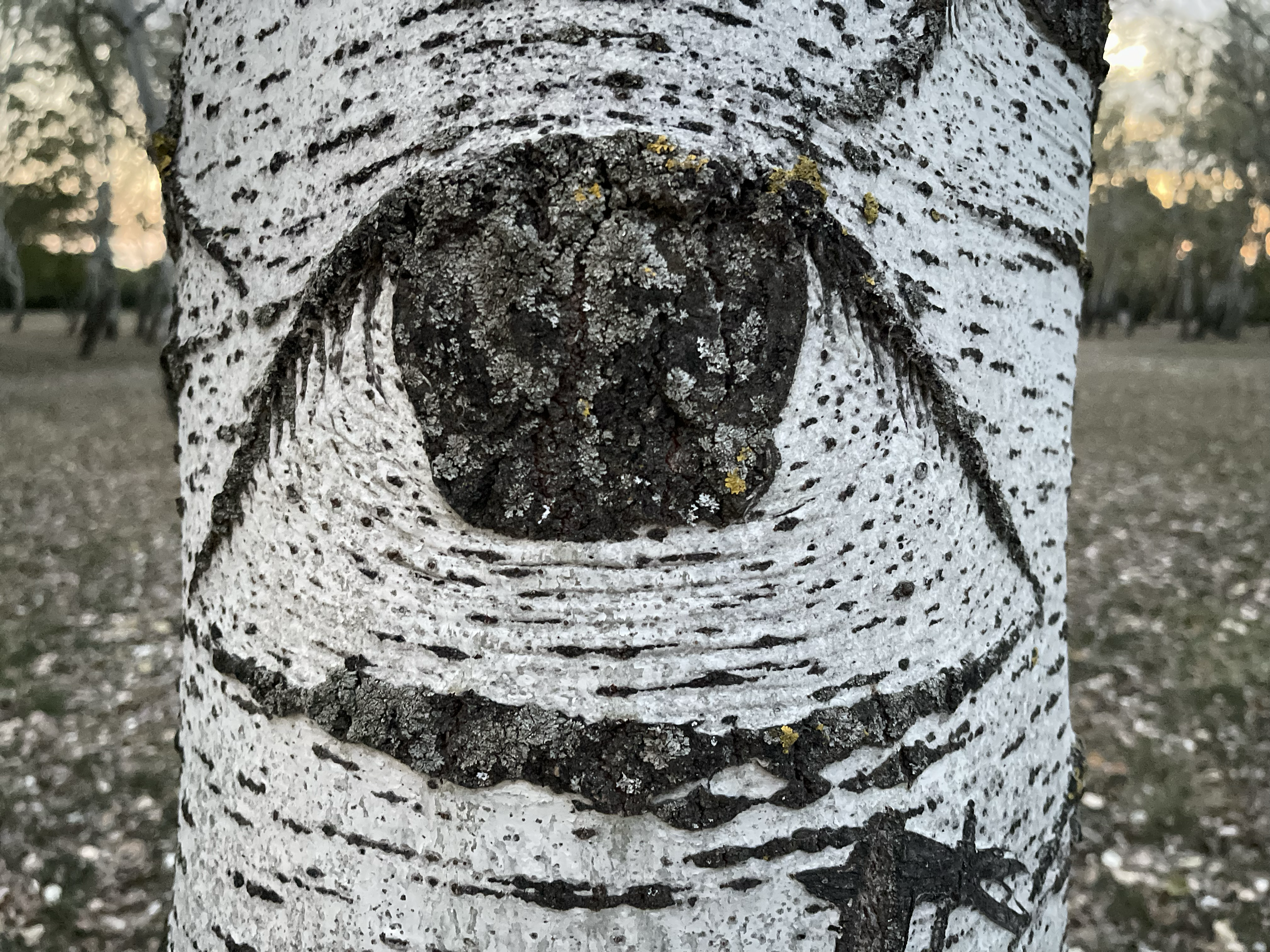 tree_eye_001