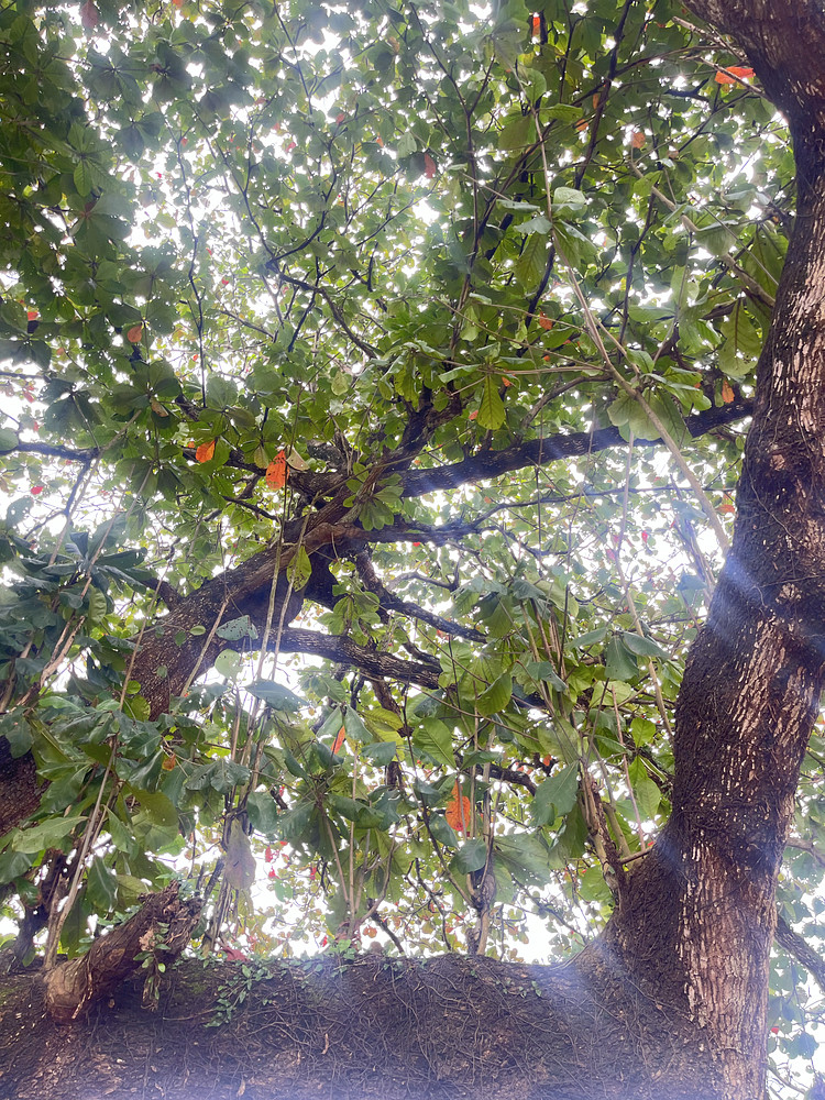 Branches