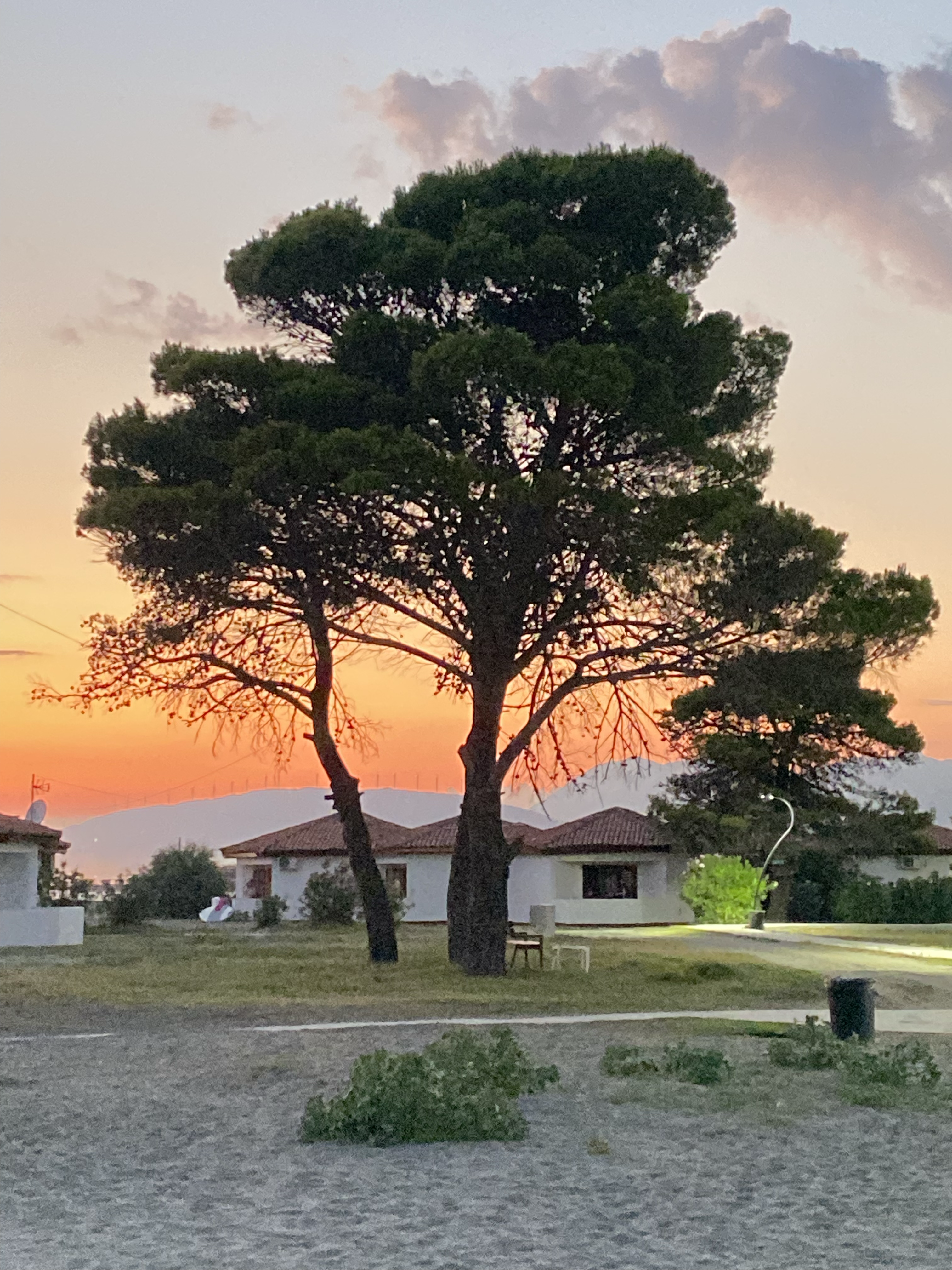 Last Light Behind the Trees