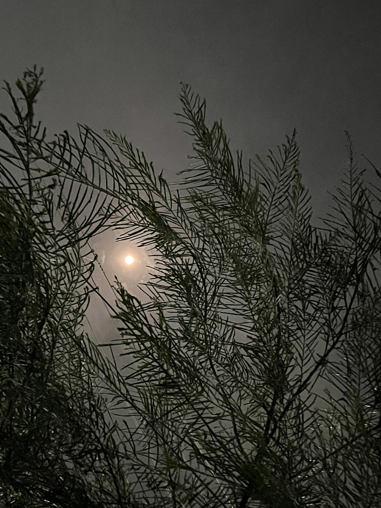 Moonshine