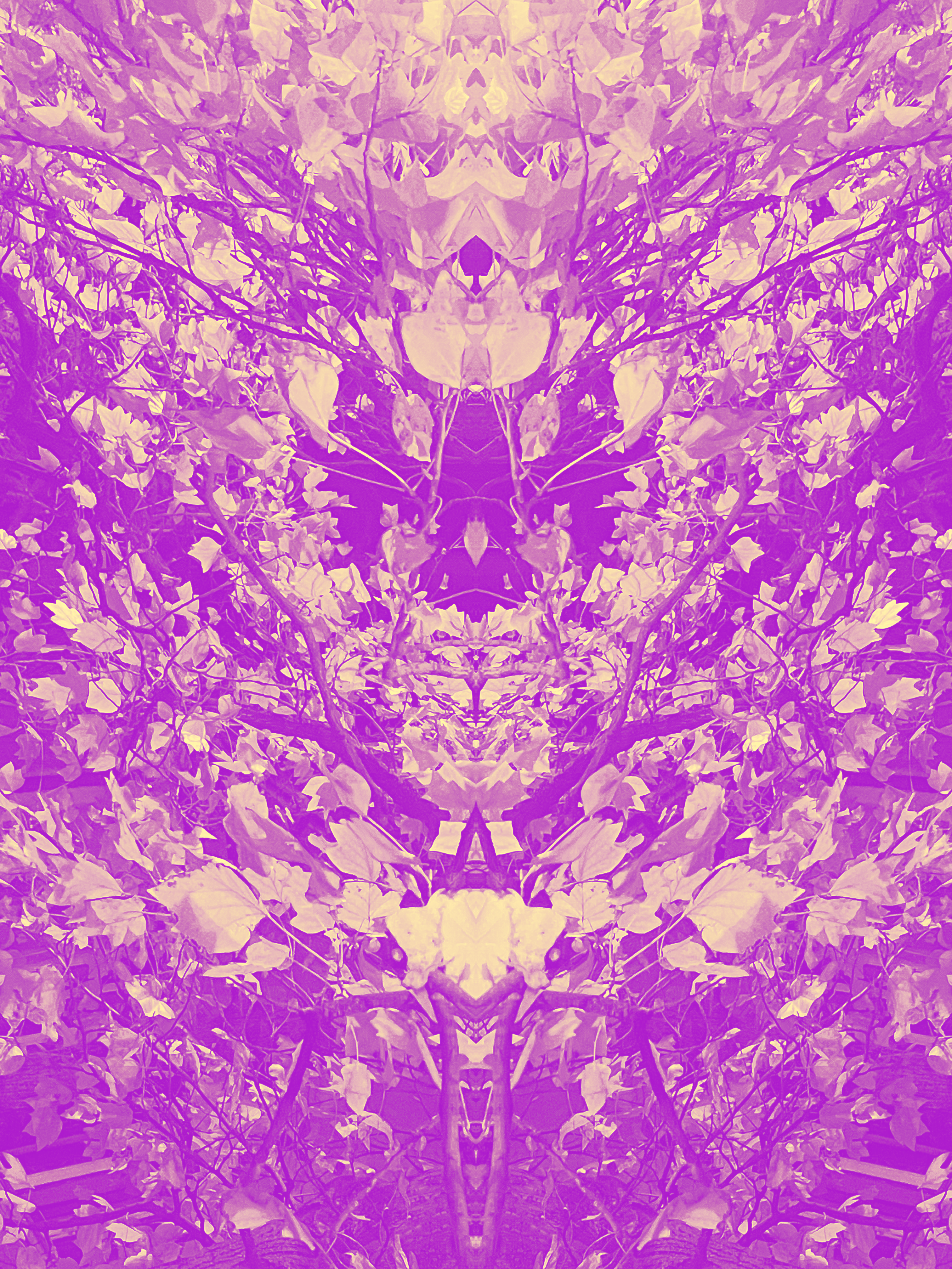 pink rhapsody 