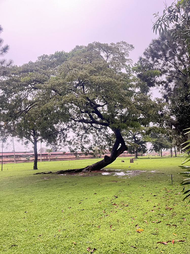 Ancient Time,Old trees 
