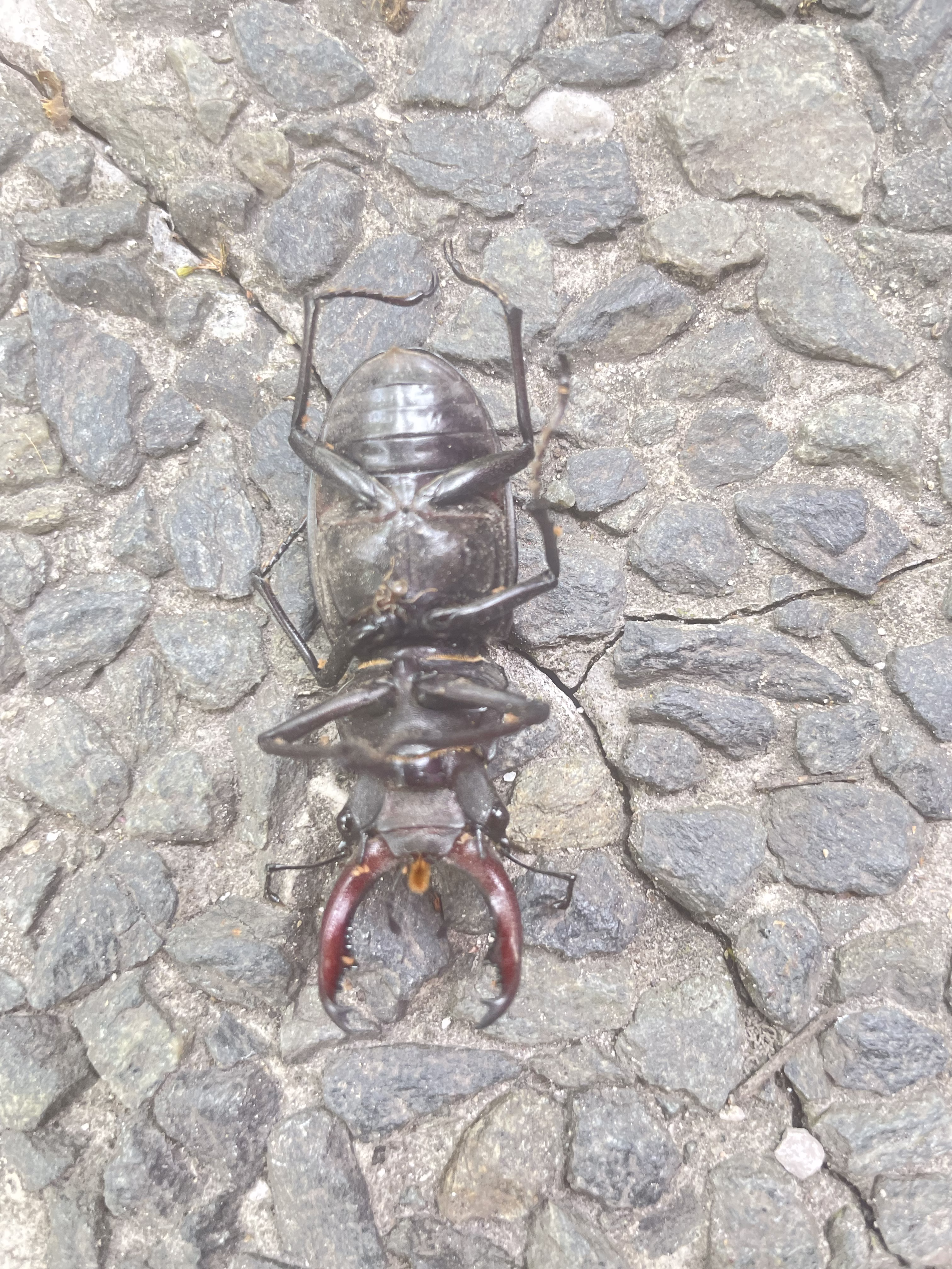 Subconscious Upside Down