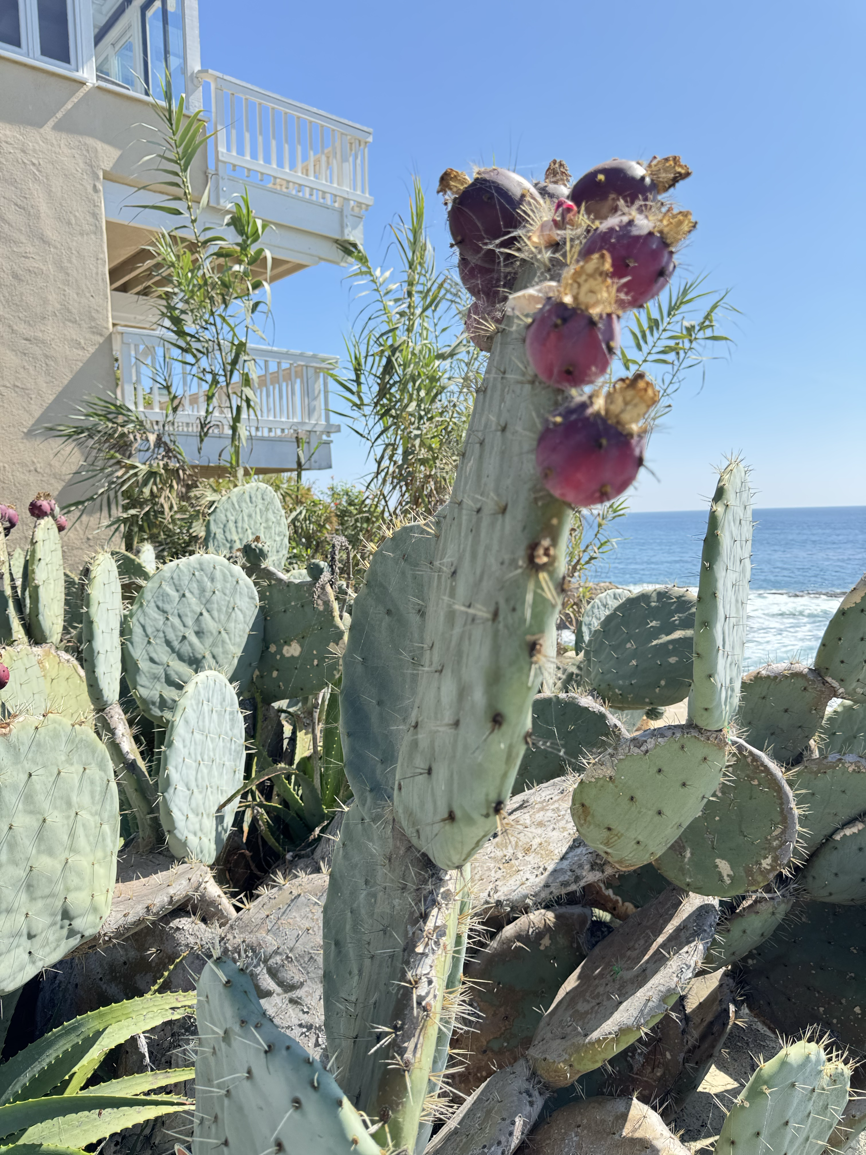 Pearl street cactus fruit 