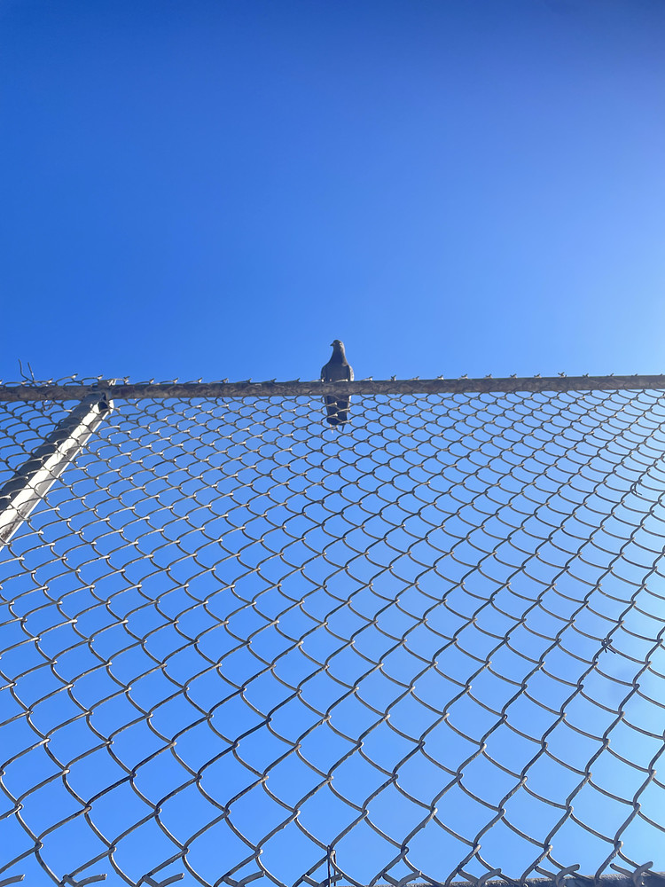 Photo 4059972
