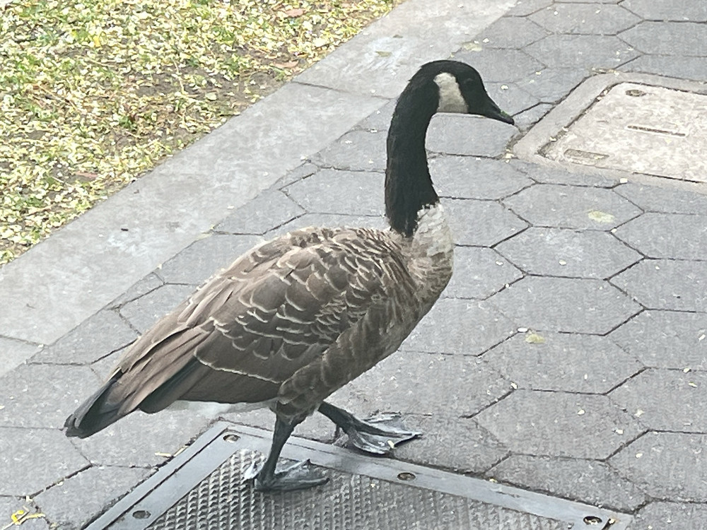 Animal citizens