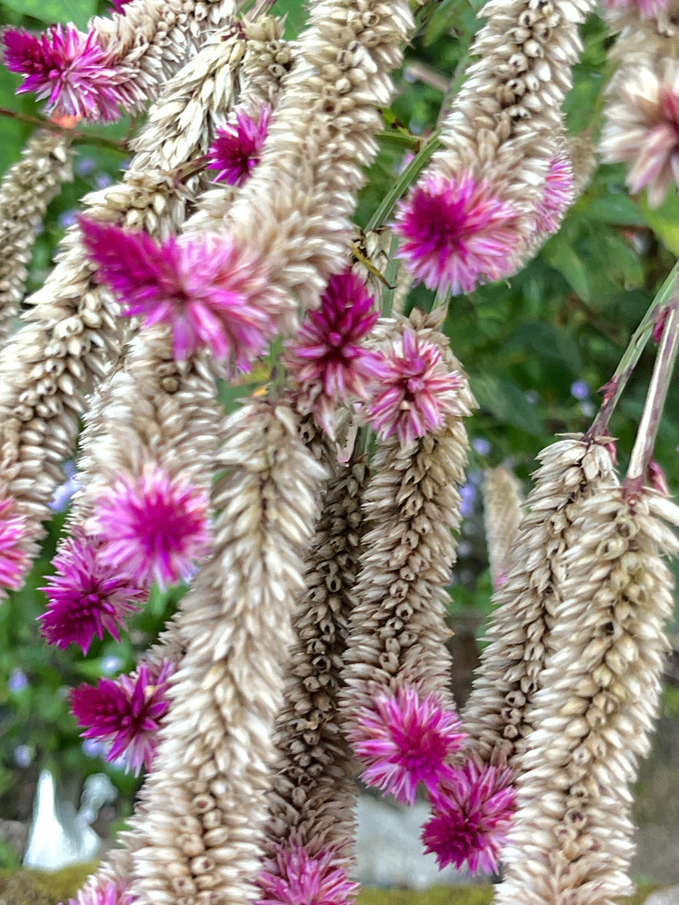 Flowery 