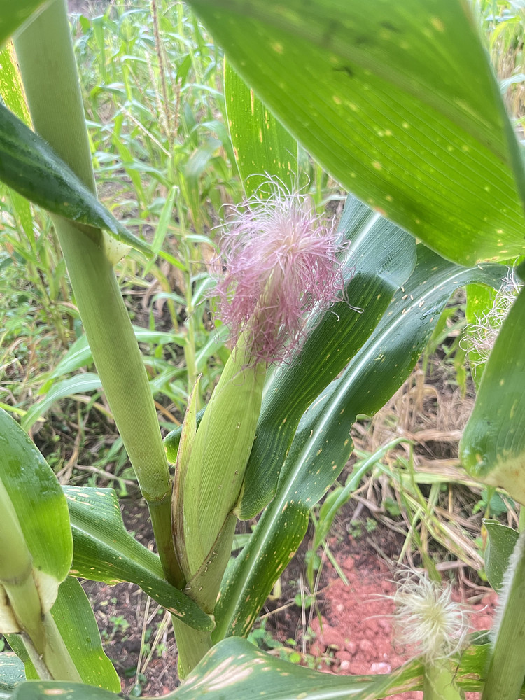 Maize 